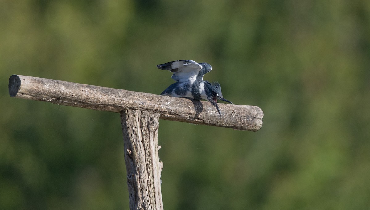 Belted Kingfisher - ML642863351