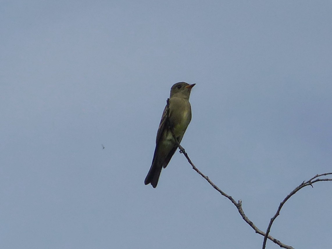 Western Wood-Pewee - ML642863353