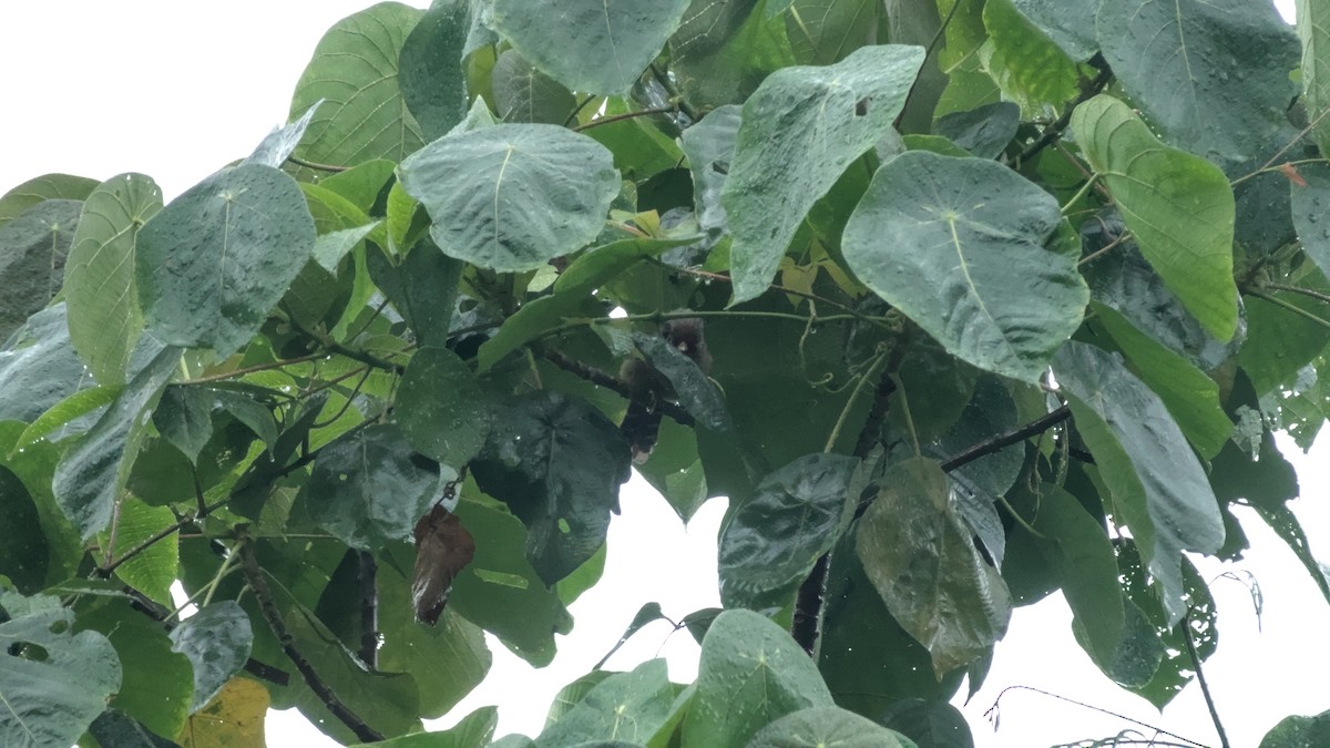 Rusty-fronted Barwing - ML642863358