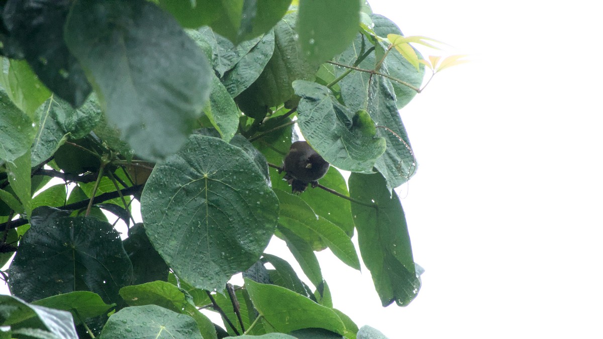 Rusty-fronted Barwing - ML642863359