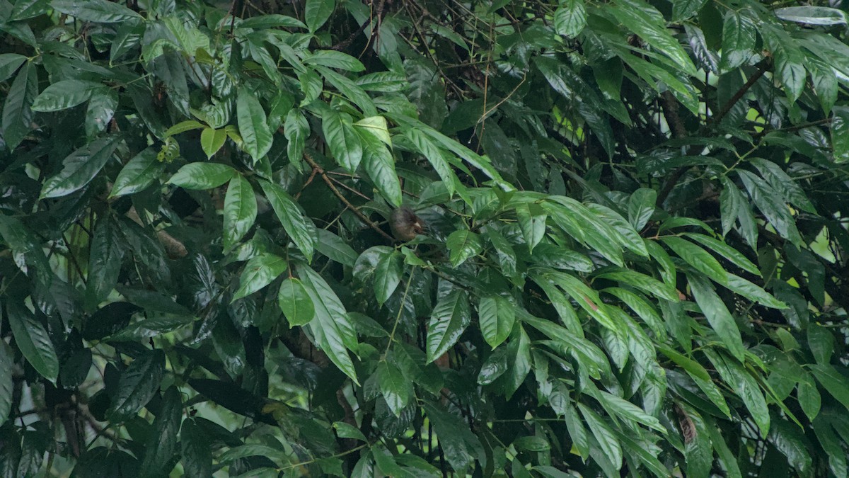 Rusty-fronted Barwing - ML642863360