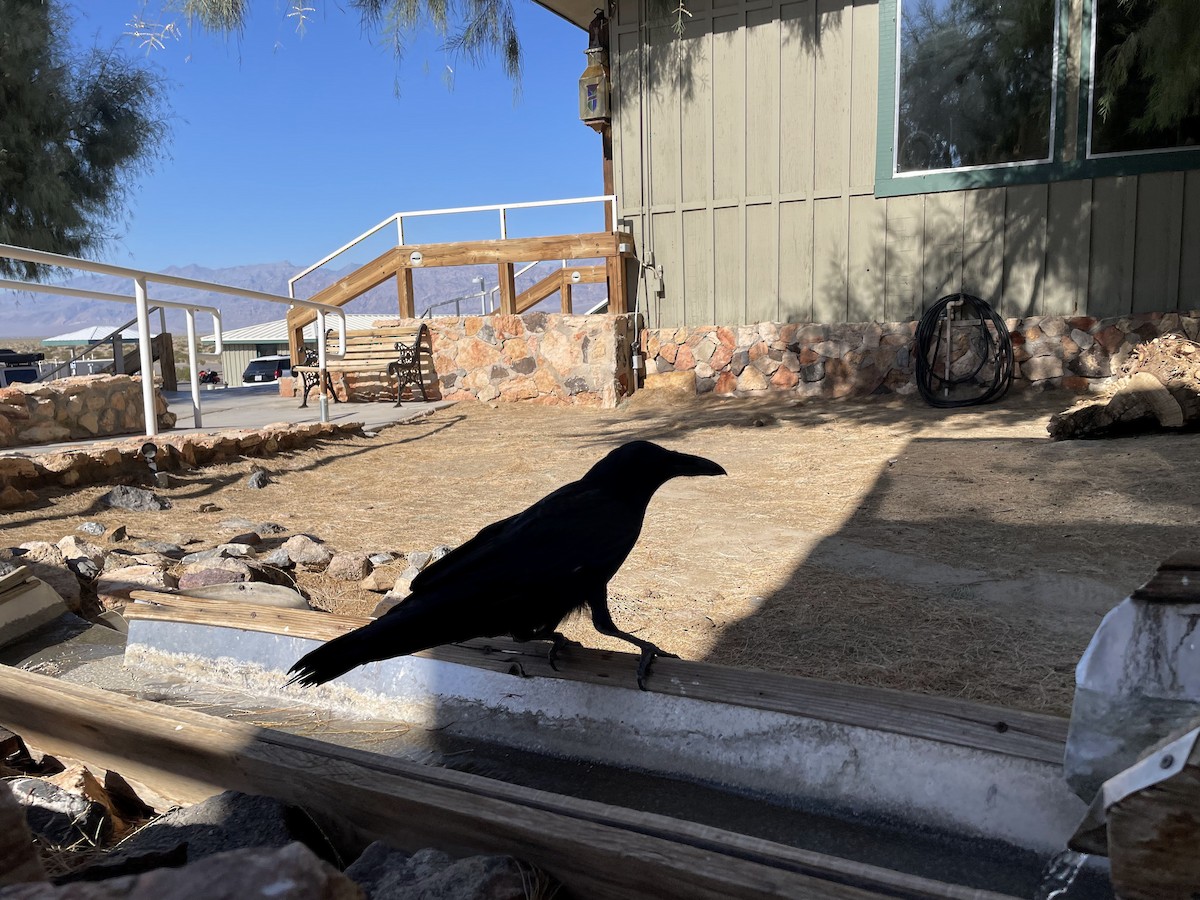 Common Raven - ML642863393