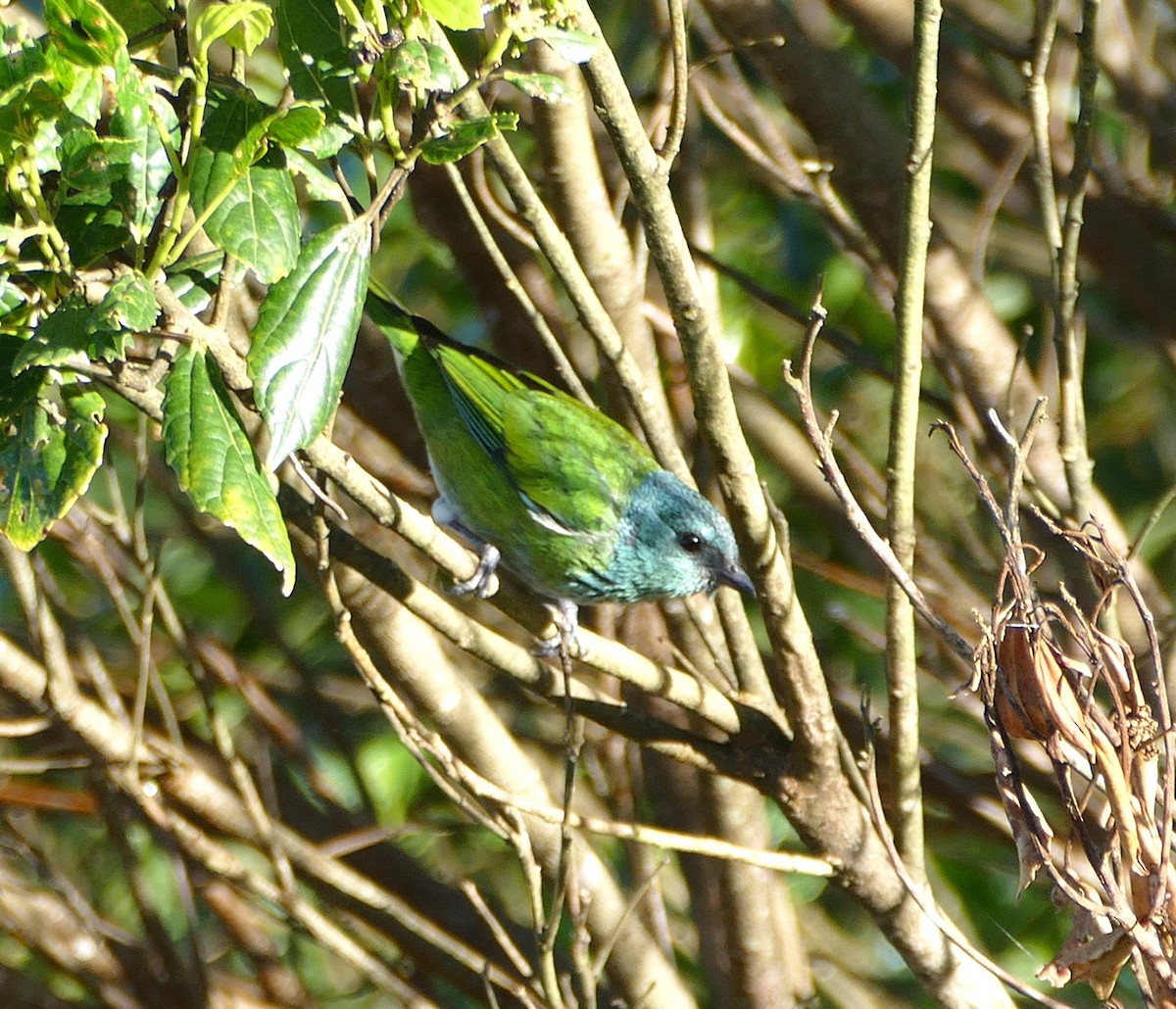 Black-capped Tanager - ML642863400