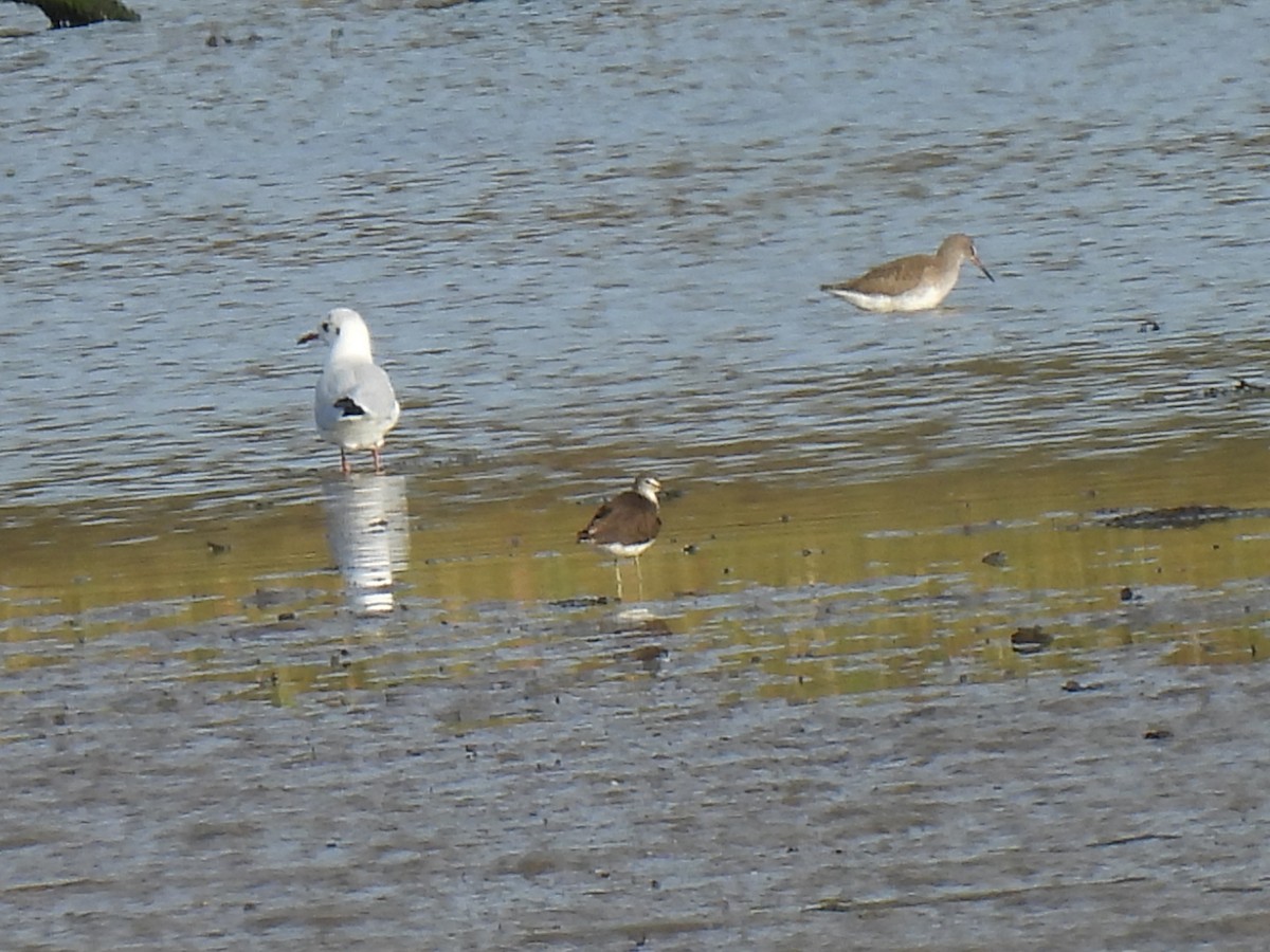 Green Sandpiper - ML642863401
