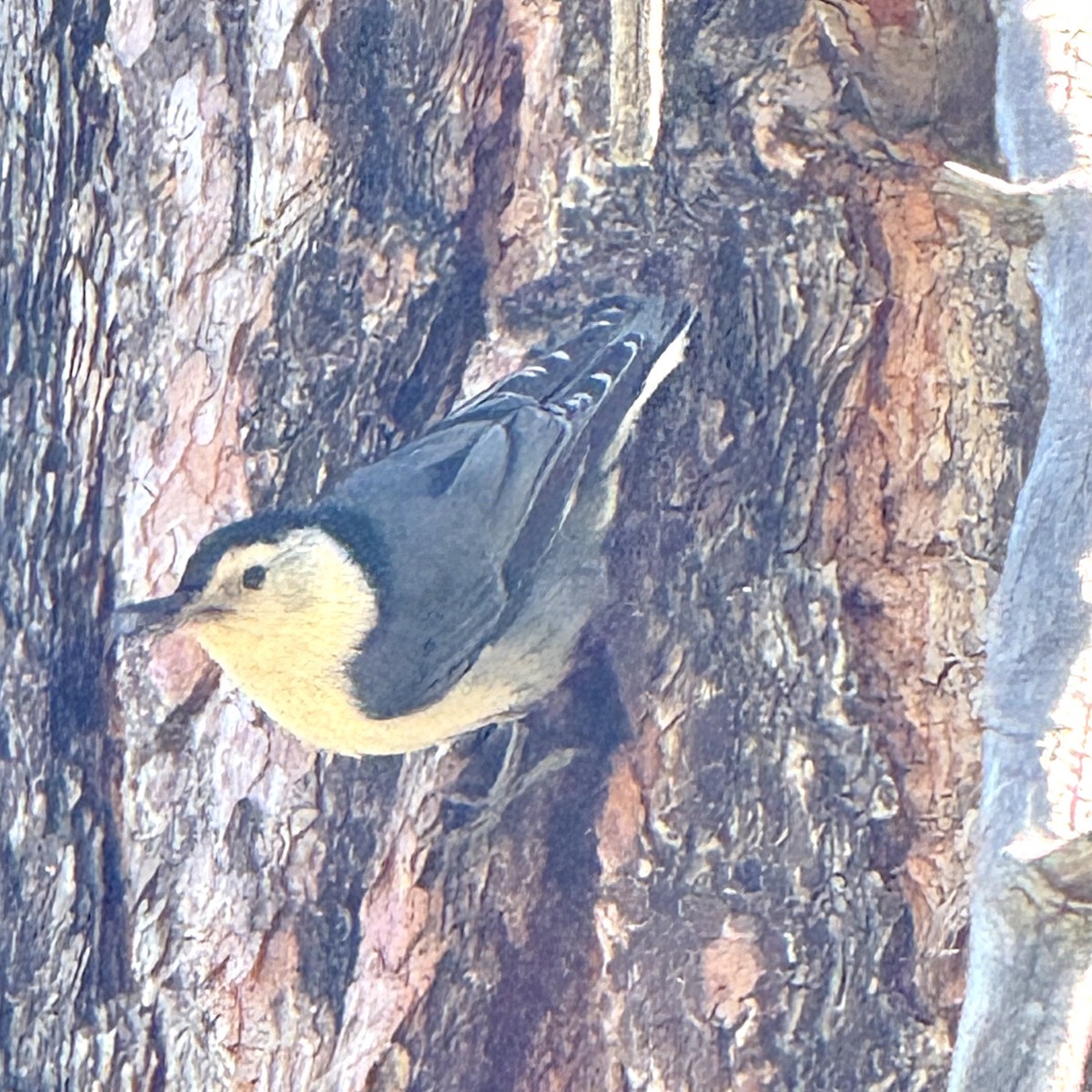 White-breasted Nuthatch - ML642863412