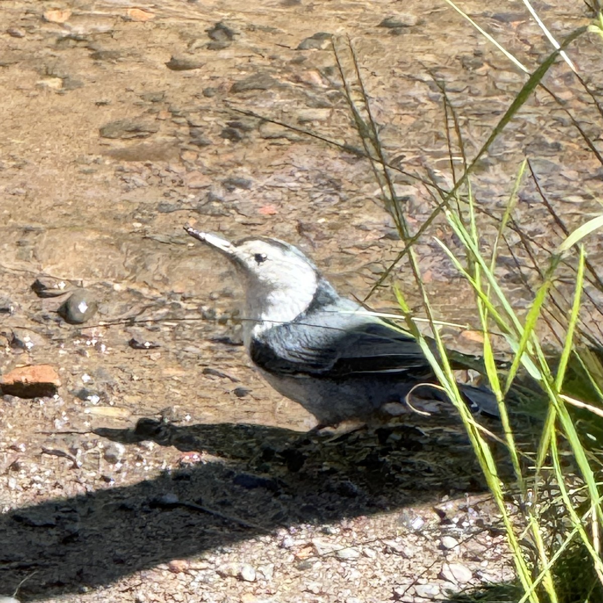 White-breasted Nuthatch - ML642863413