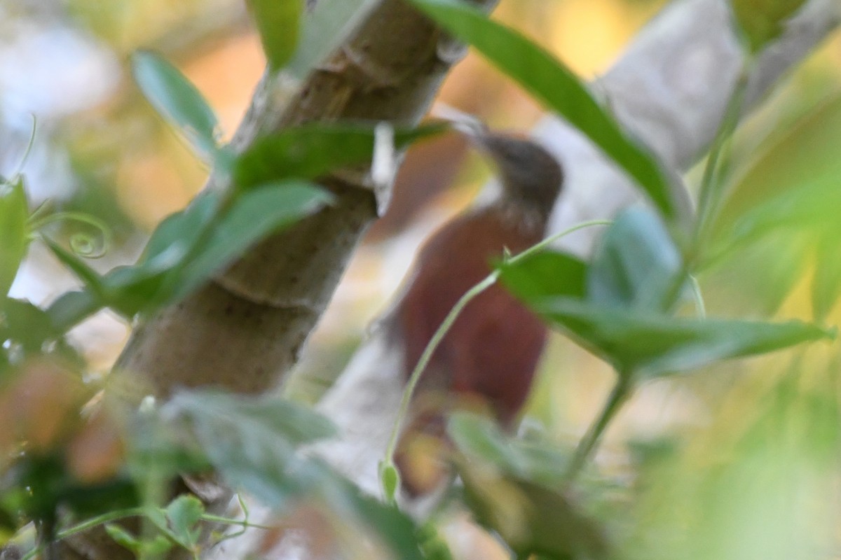 Buff-throated Woodcreeper - ML642863414