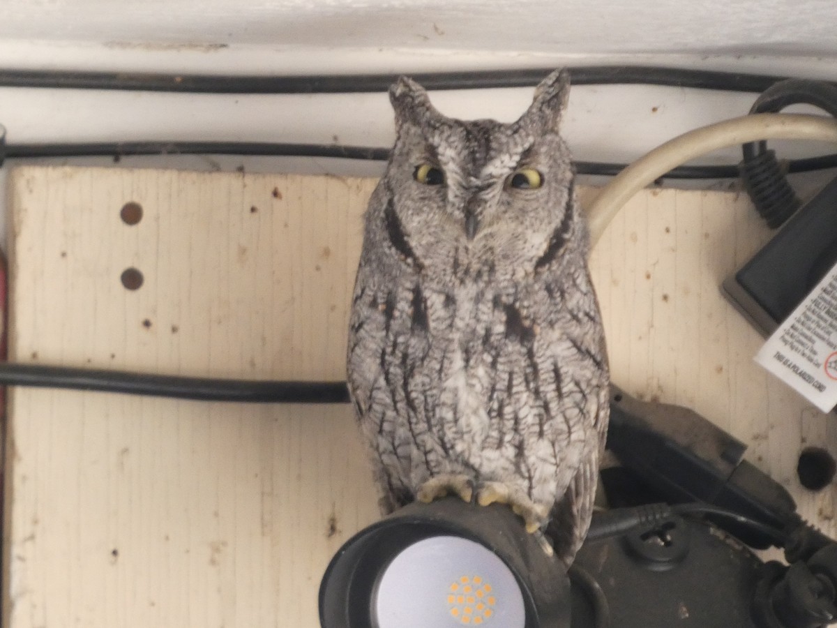 Western Screech-Owl - ML642863417