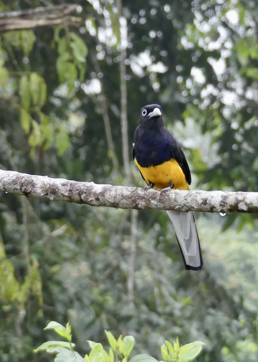 White-tailed Trogon - ML642863423