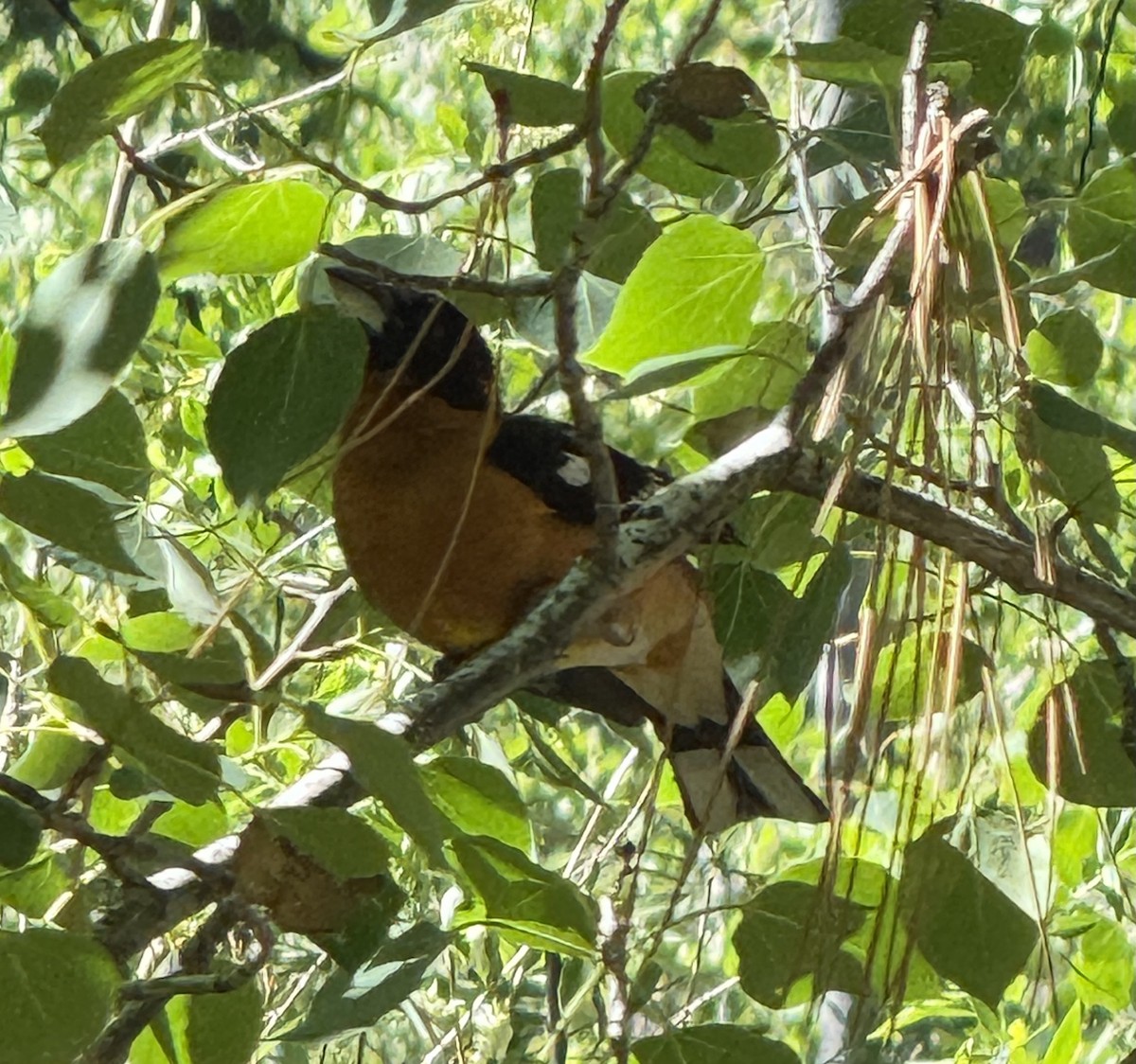Black-headed Grosbeak - ML642863424