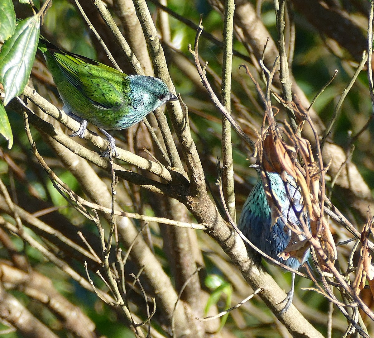 Black-capped Tanager - ML642863430