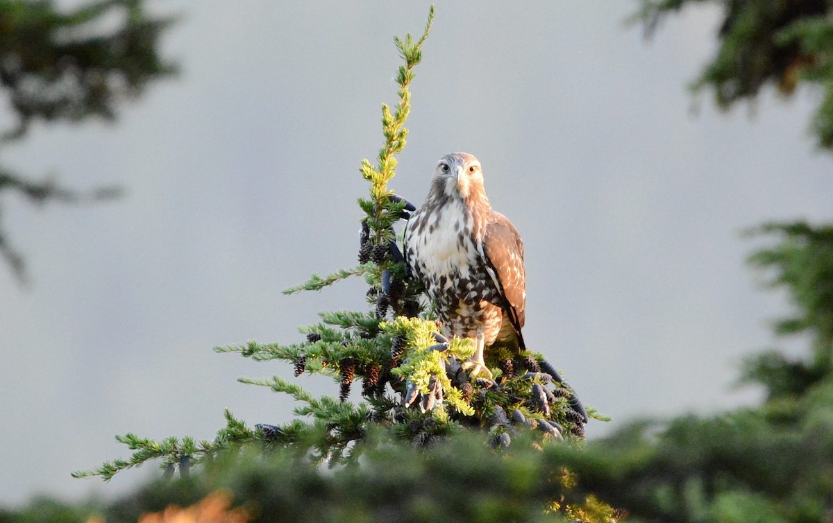 Red-tailed Hawk (calurus/abieticola) - ML642863469