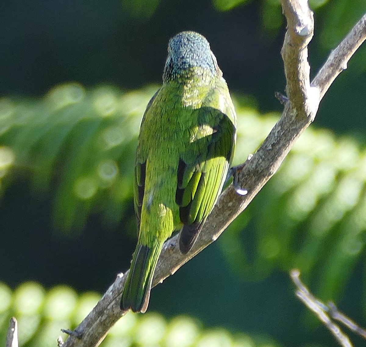 Black-capped Tanager - ML642863478