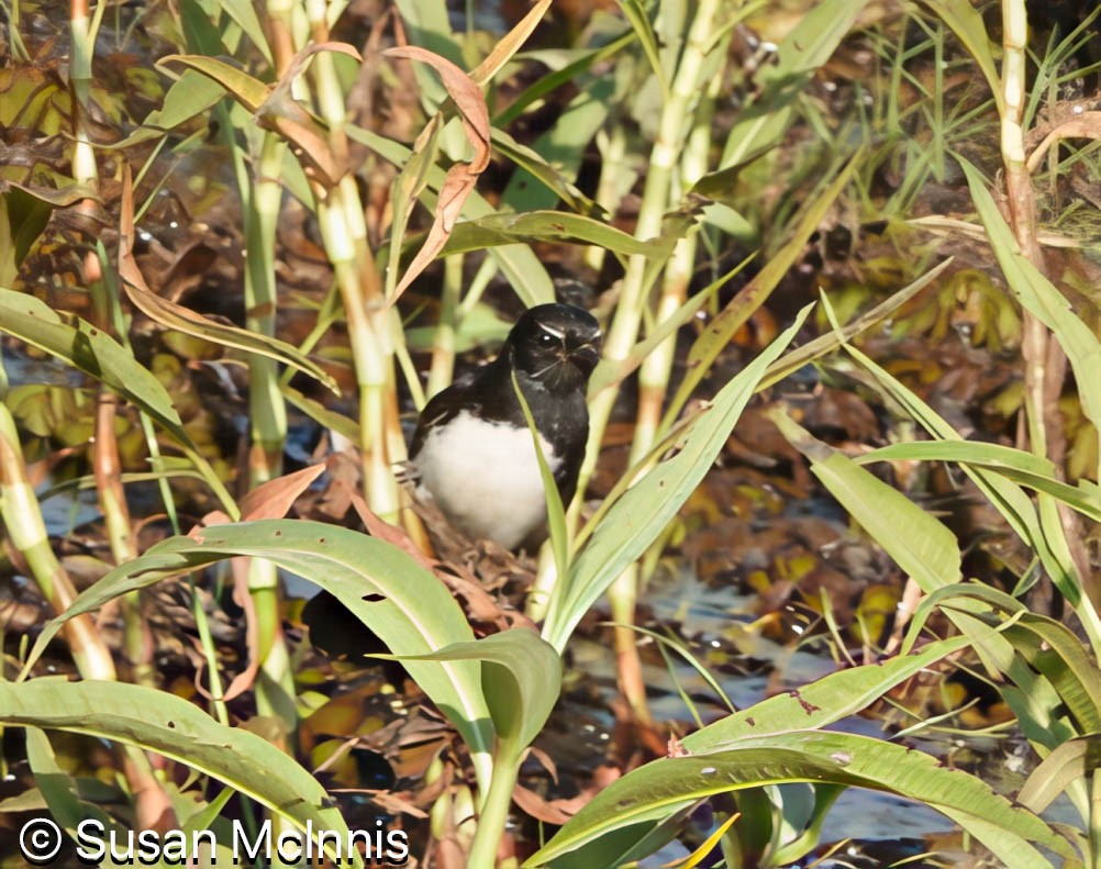 Willie-wagtail - ML642863491