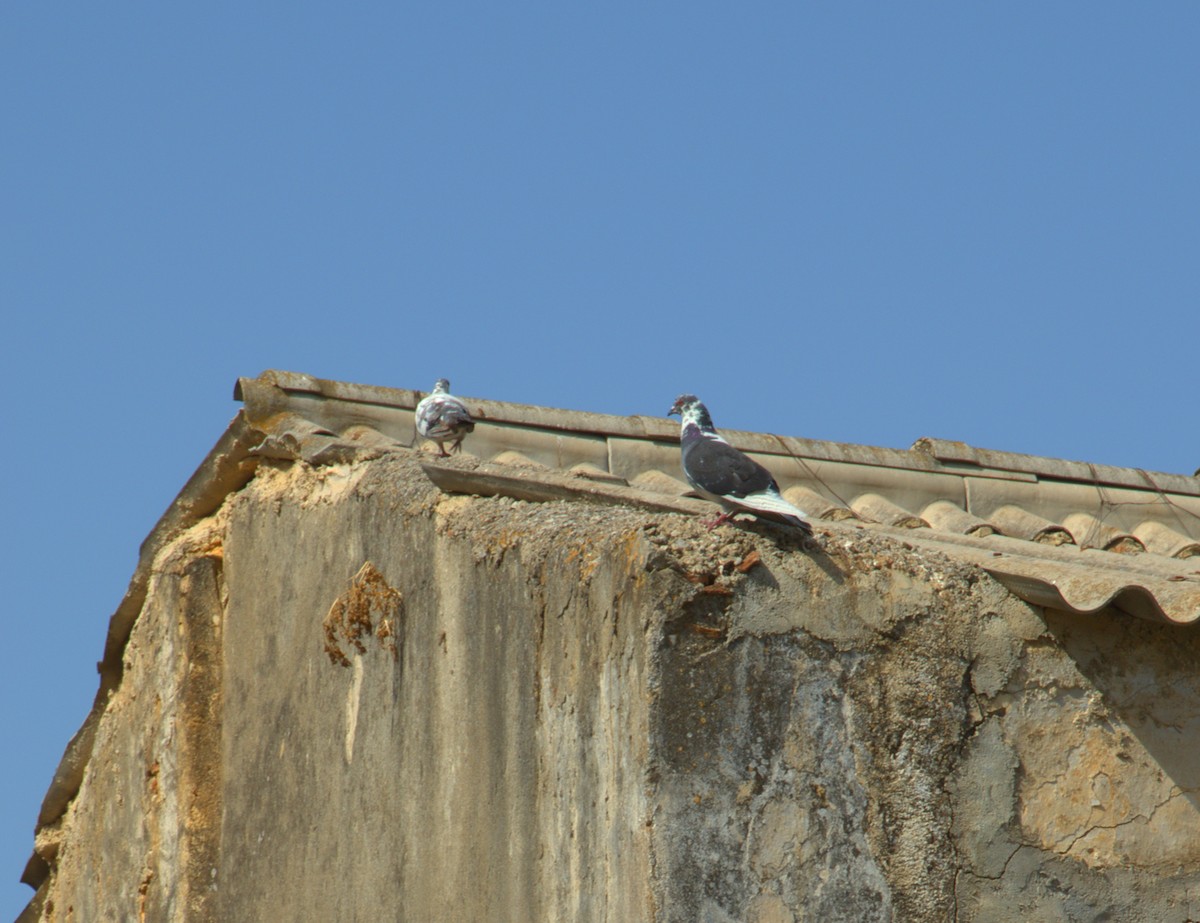 Rock Pigeon (Feral Pigeon) - ML642863494