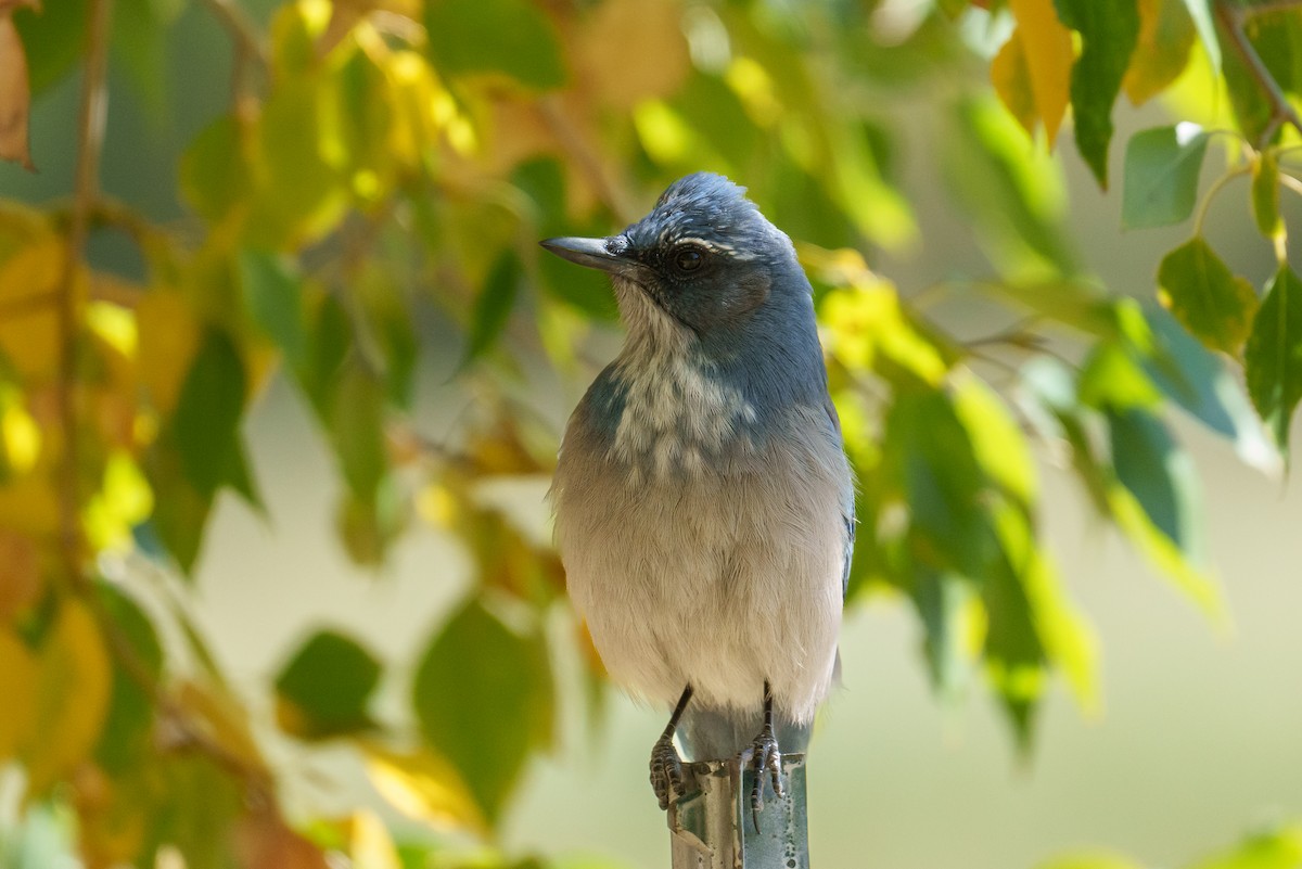 Woodhouse's Scrub-Jay - ML642863517