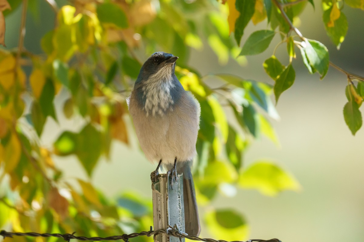 Woodhouse's Scrub-Jay - ML642863518