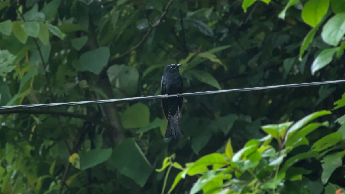 Square-tailed Drongo-Cuckoo - ML642863519