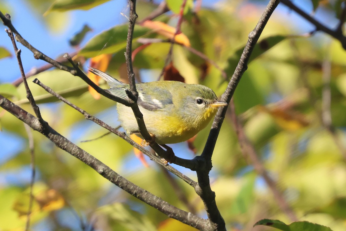 Northern Parula - ML642863523