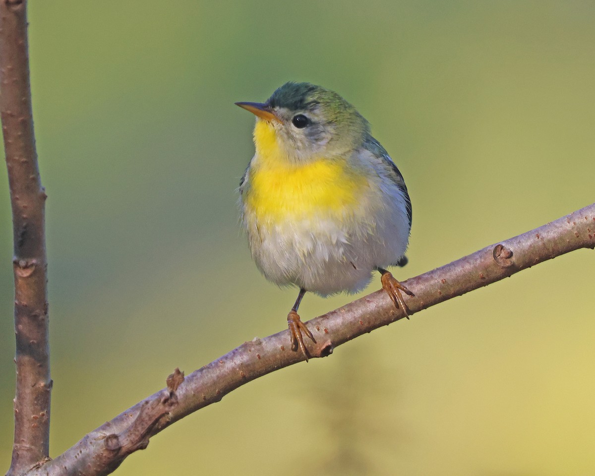 Northern Parula - ML642863524