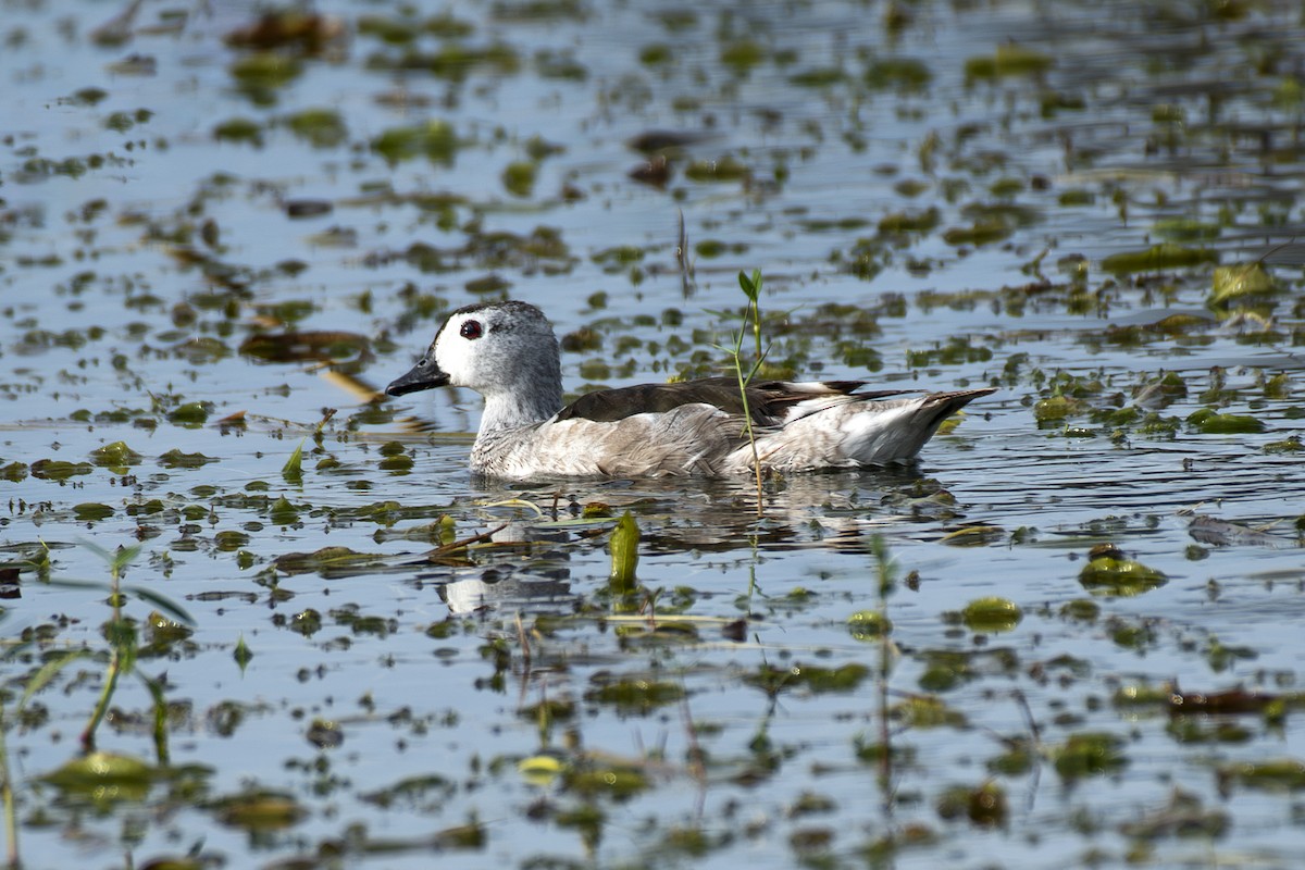Cotton Pygmy-Goose - ML642863531