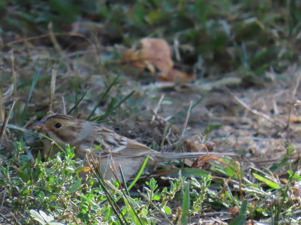 Clay-colored Sparrow - ML642863537