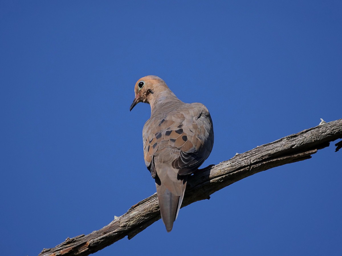 Mourning Dove - ML642863545
