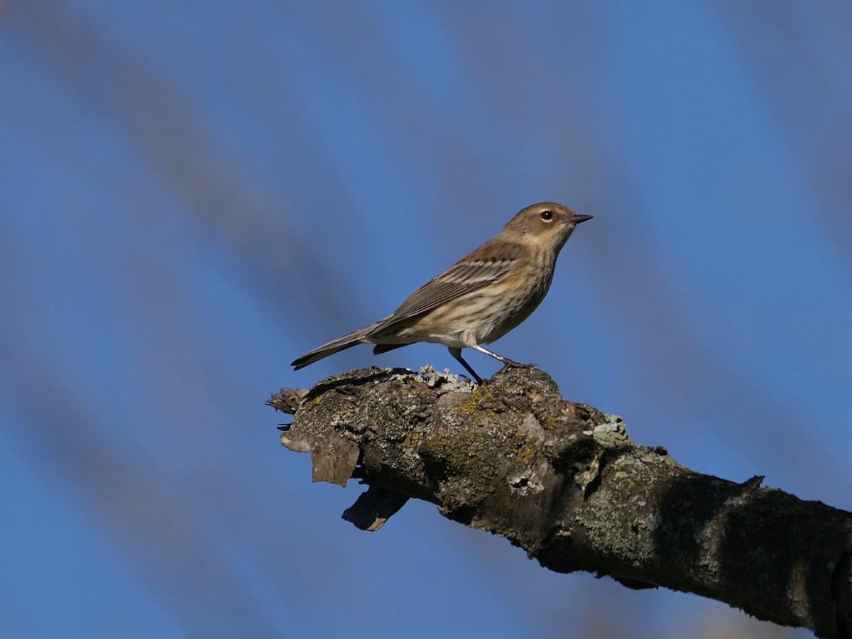 Yellow-rumped Warbler - ML642863553
