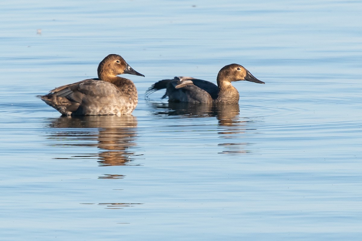 Canvasback - ML642863563