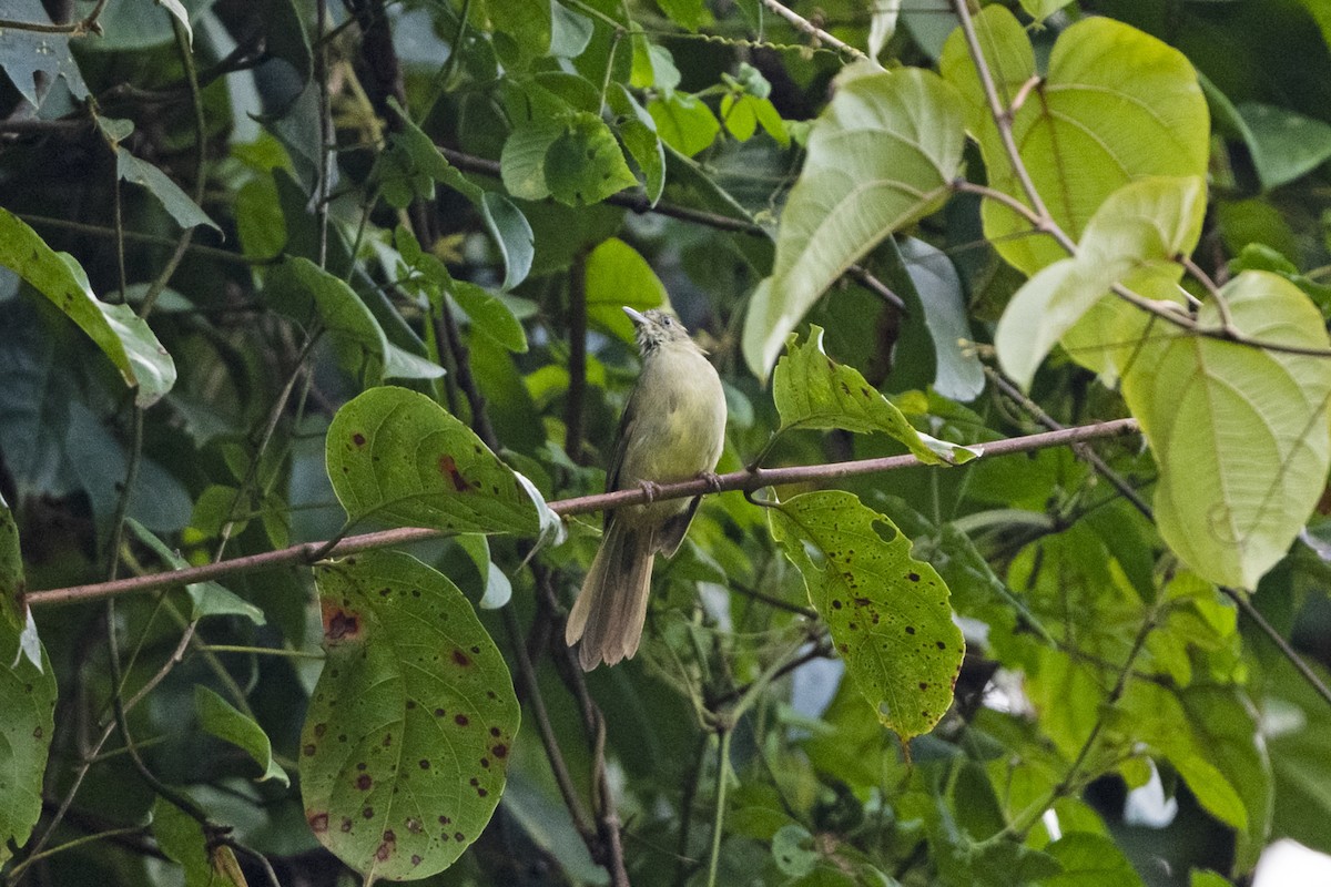 Gray-eyed Bulbul (Gray-eyed) - ML642863567