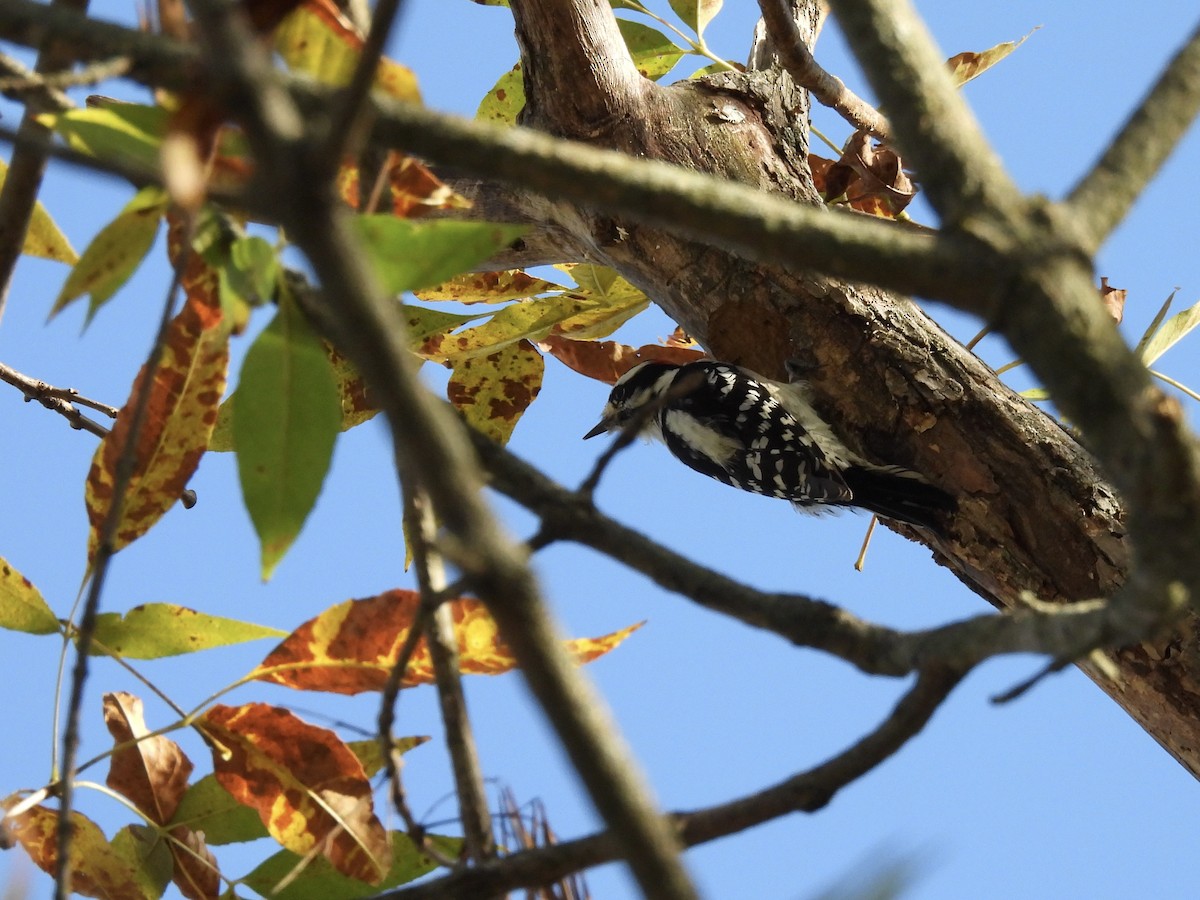 Downy Woodpecker - ML642863572