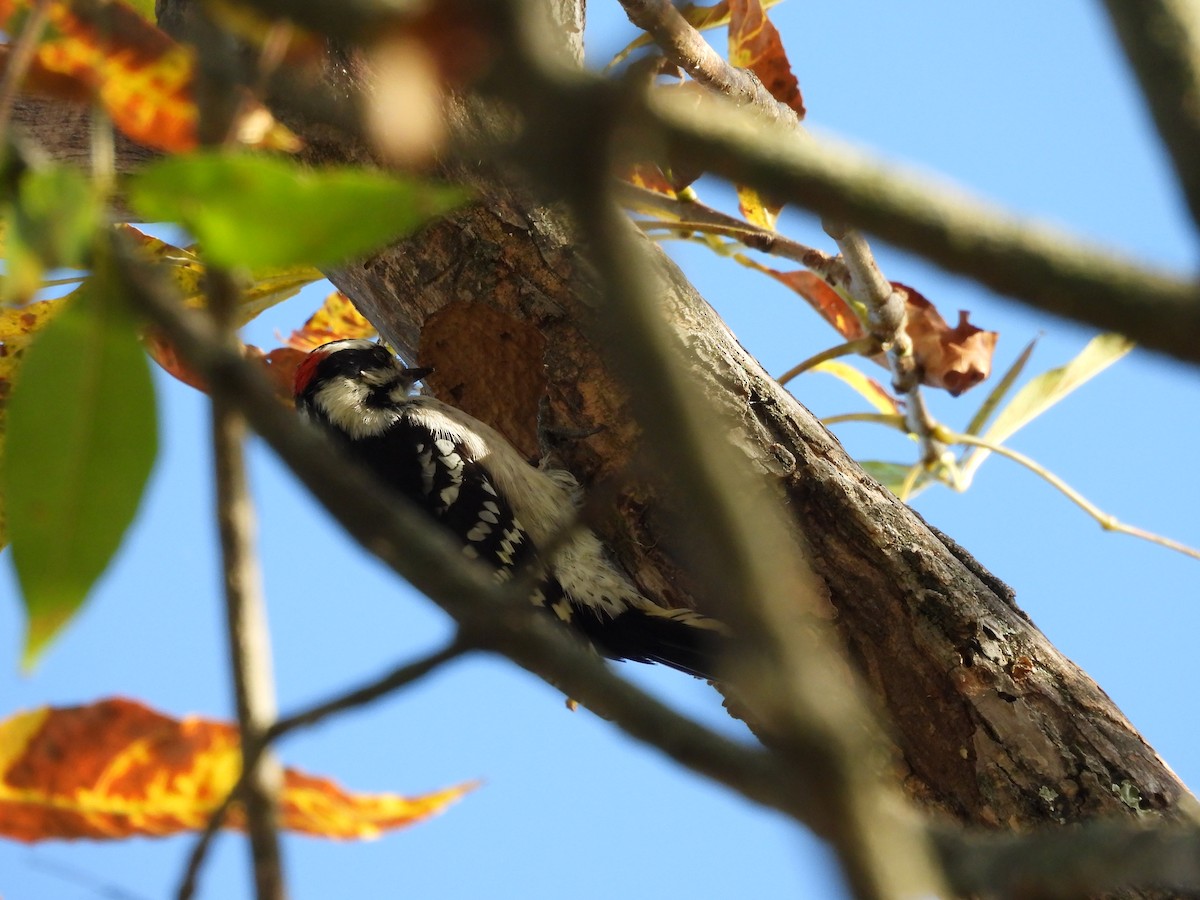Downy Woodpecker - ML642863573