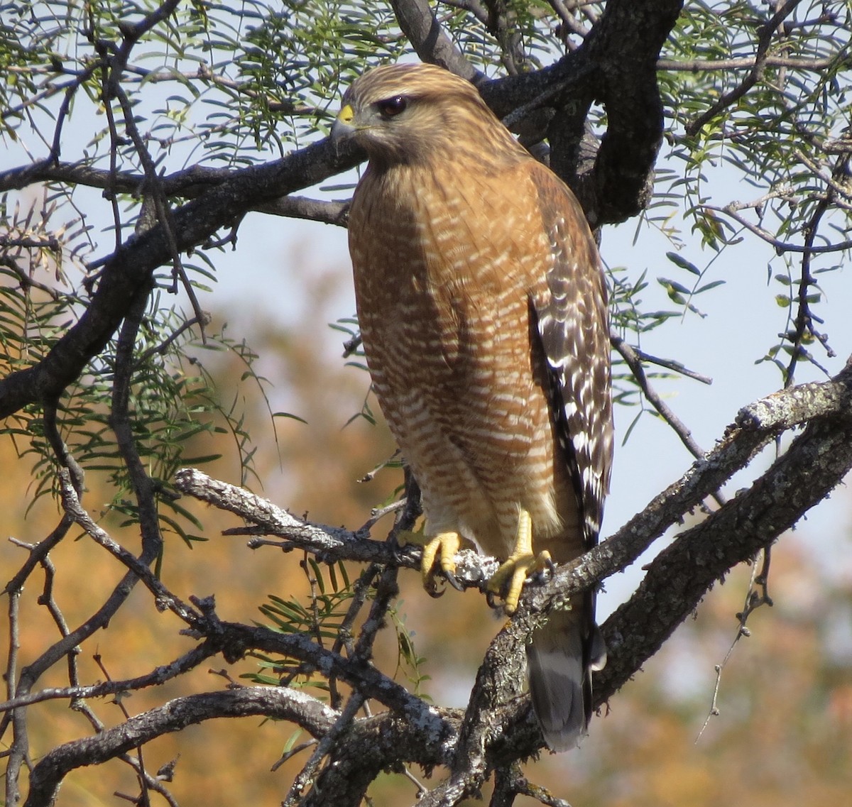 Red-shouldered Hawk - ML642863583