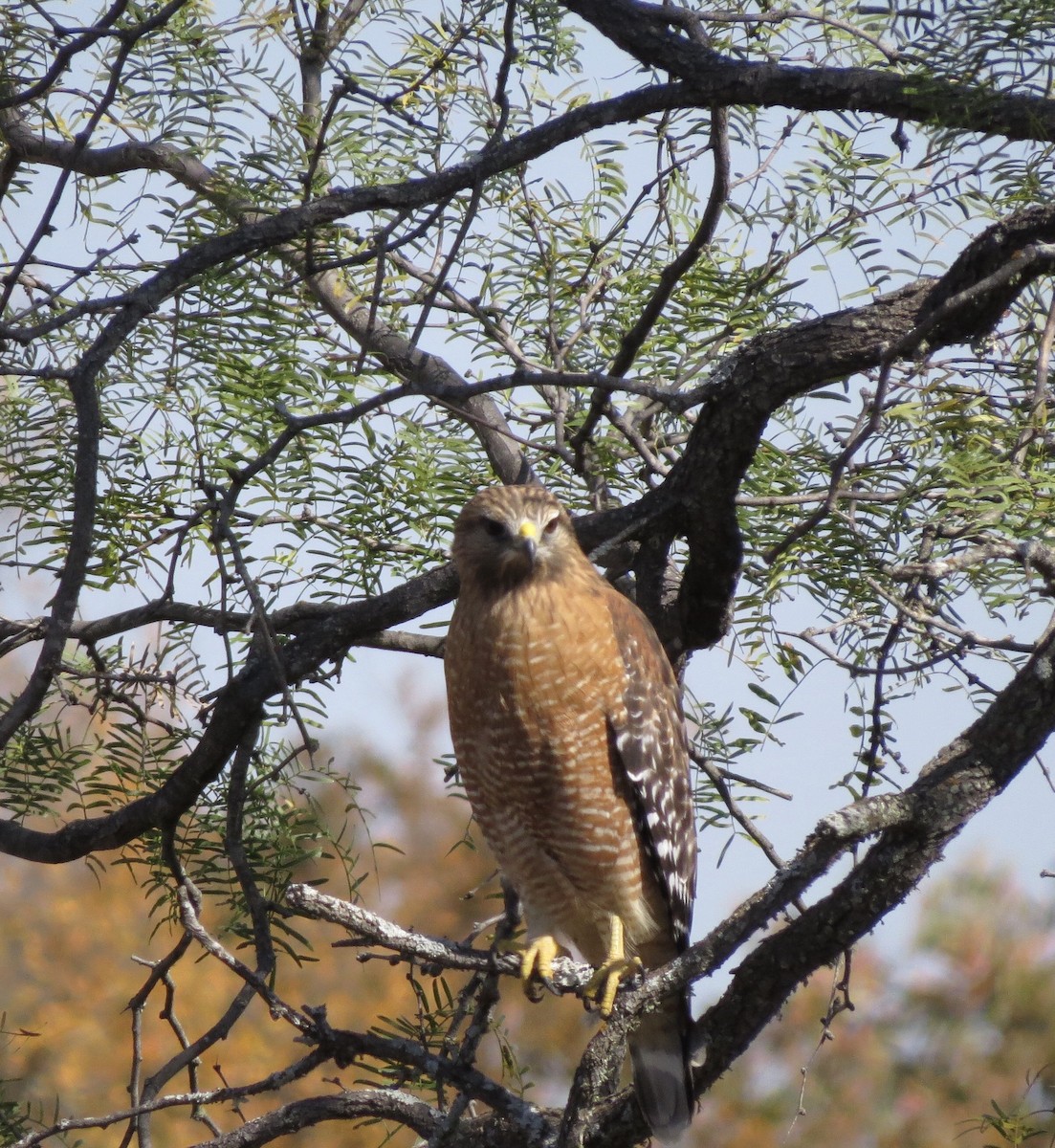 Red-shouldered Hawk - ML642863584
