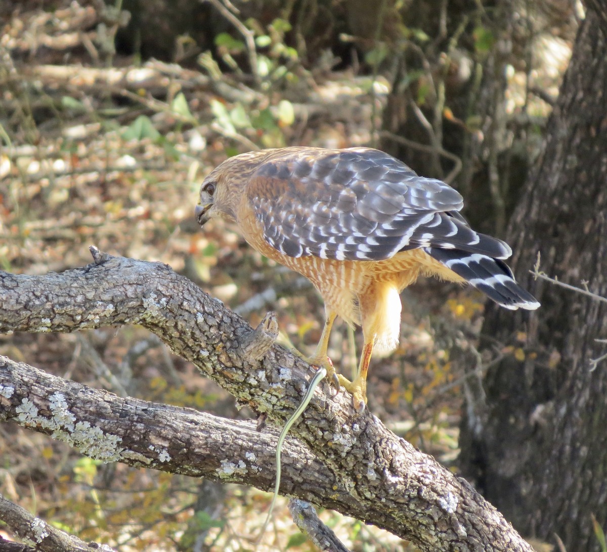 Red-shouldered Hawk - ML642863585