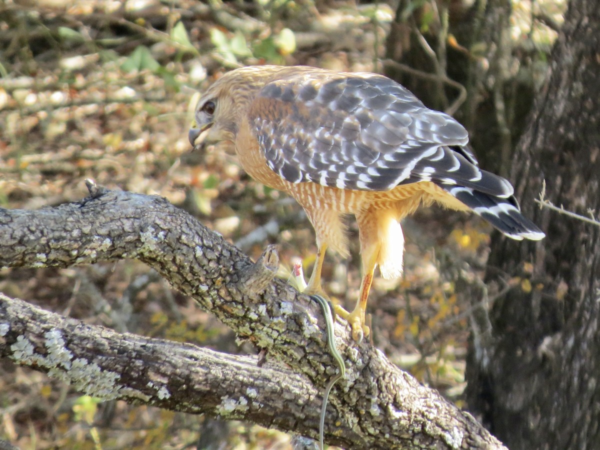 Red-shouldered Hawk - ML642863586