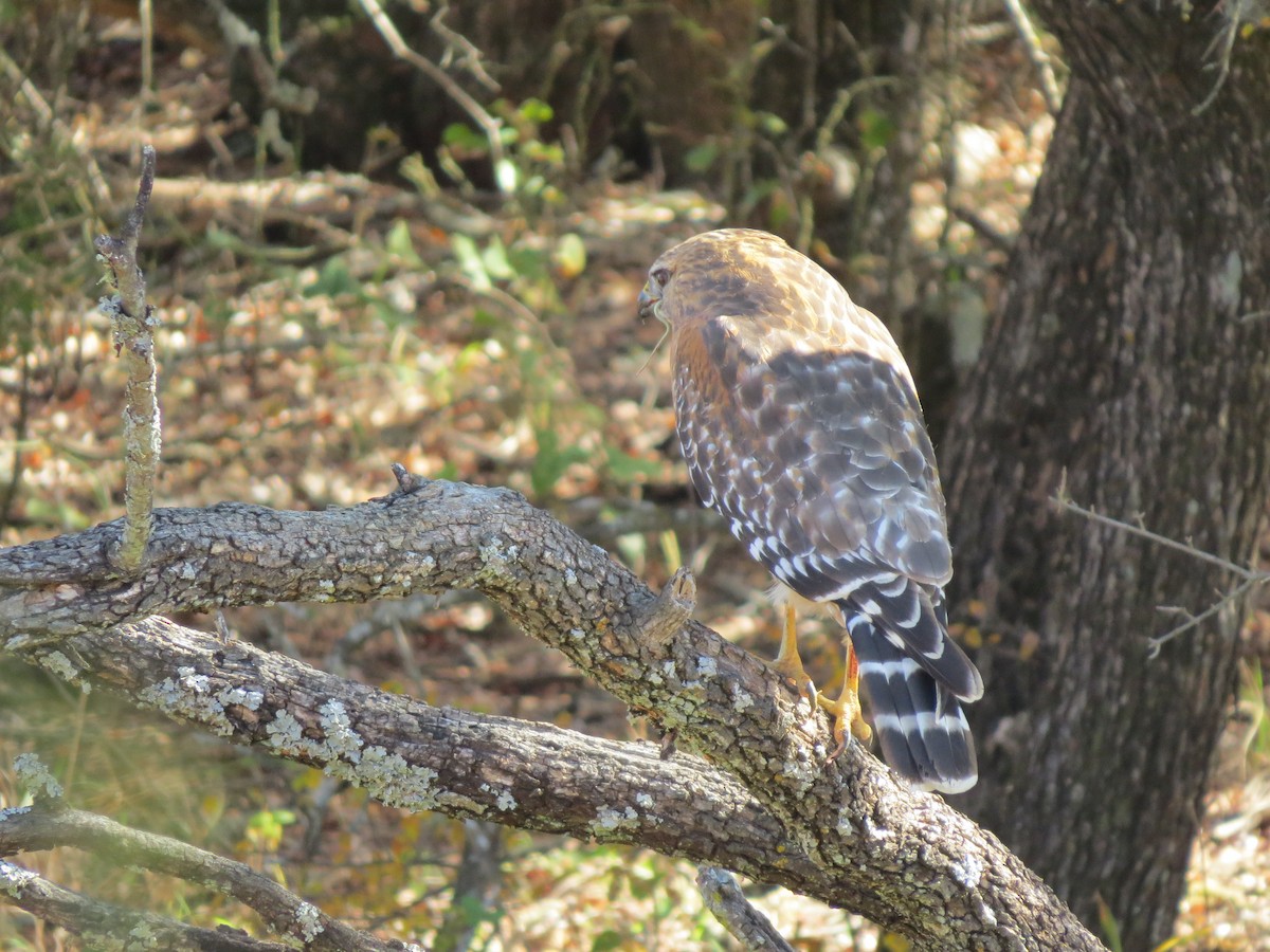 Red-shouldered Hawk - ML642863587