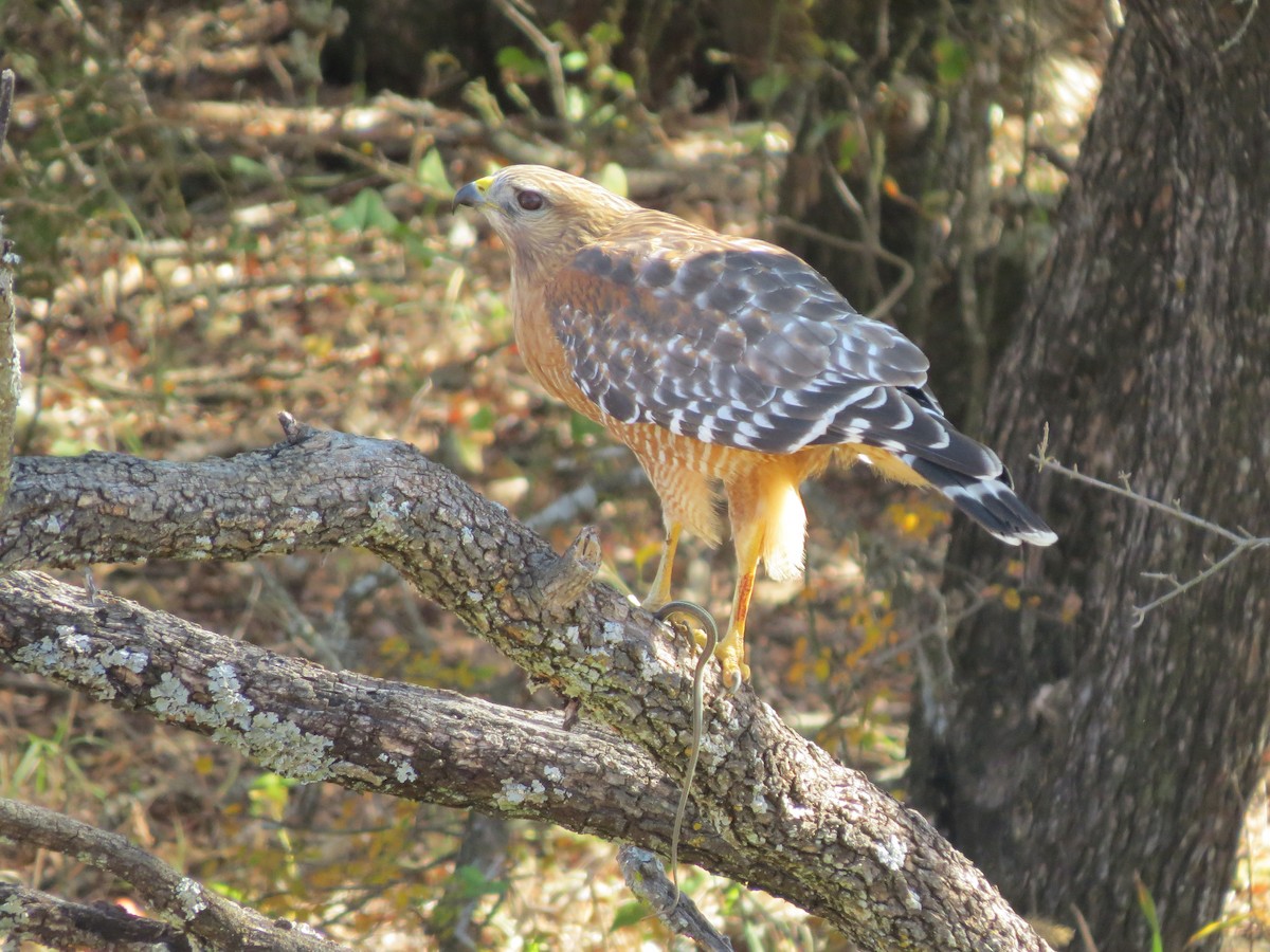 Red-shouldered Hawk - ML642863589