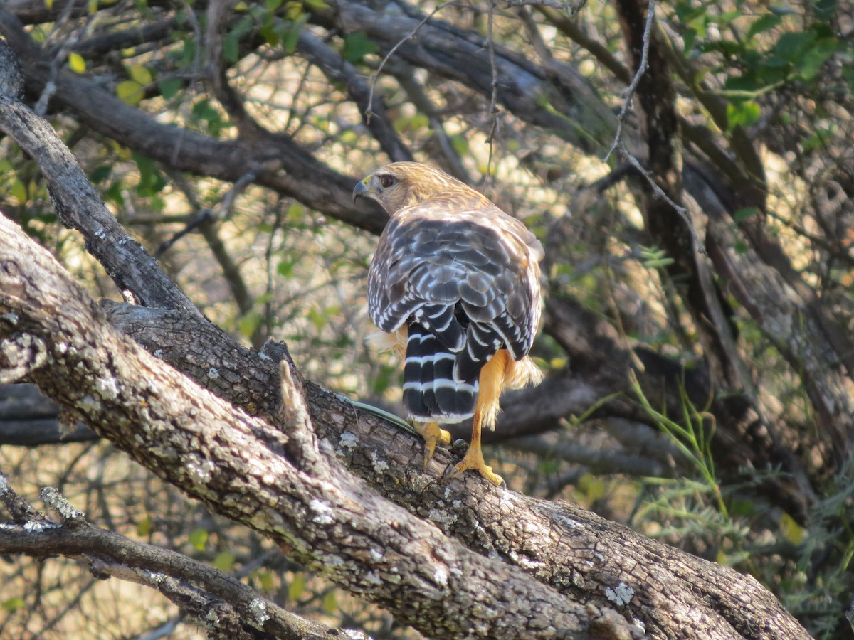 Red-shouldered Hawk - ML642863590