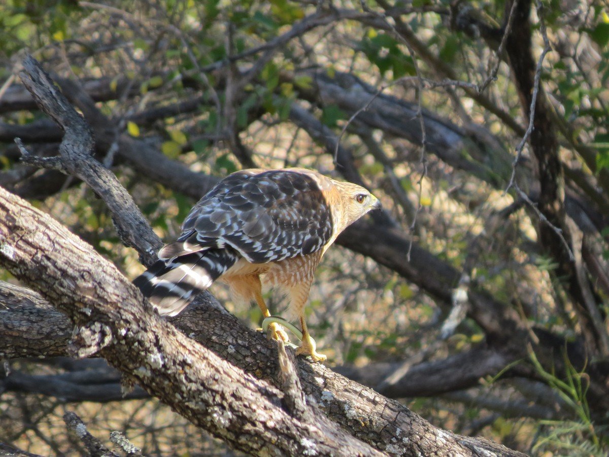 Red-shouldered Hawk - ML642863591
