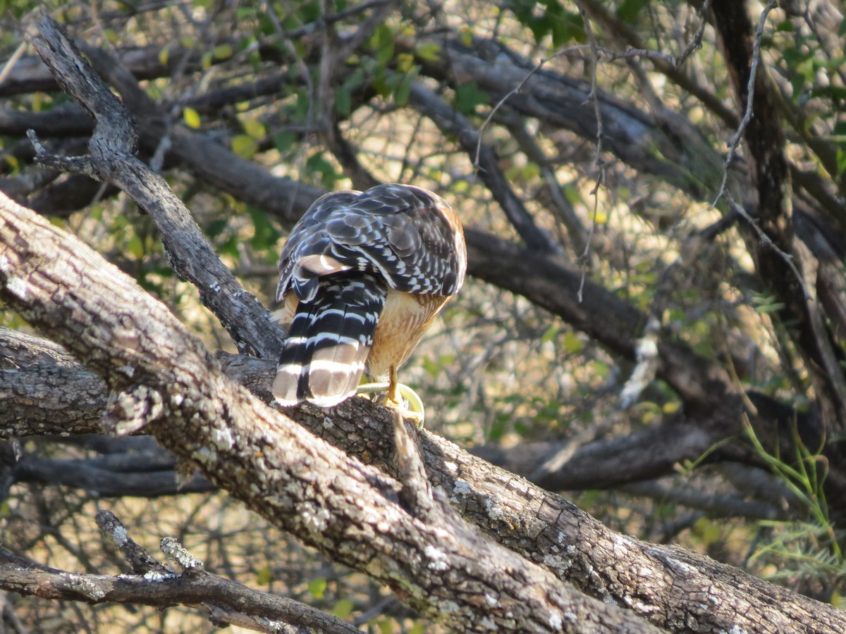 Red-shouldered Hawk - ML642863594