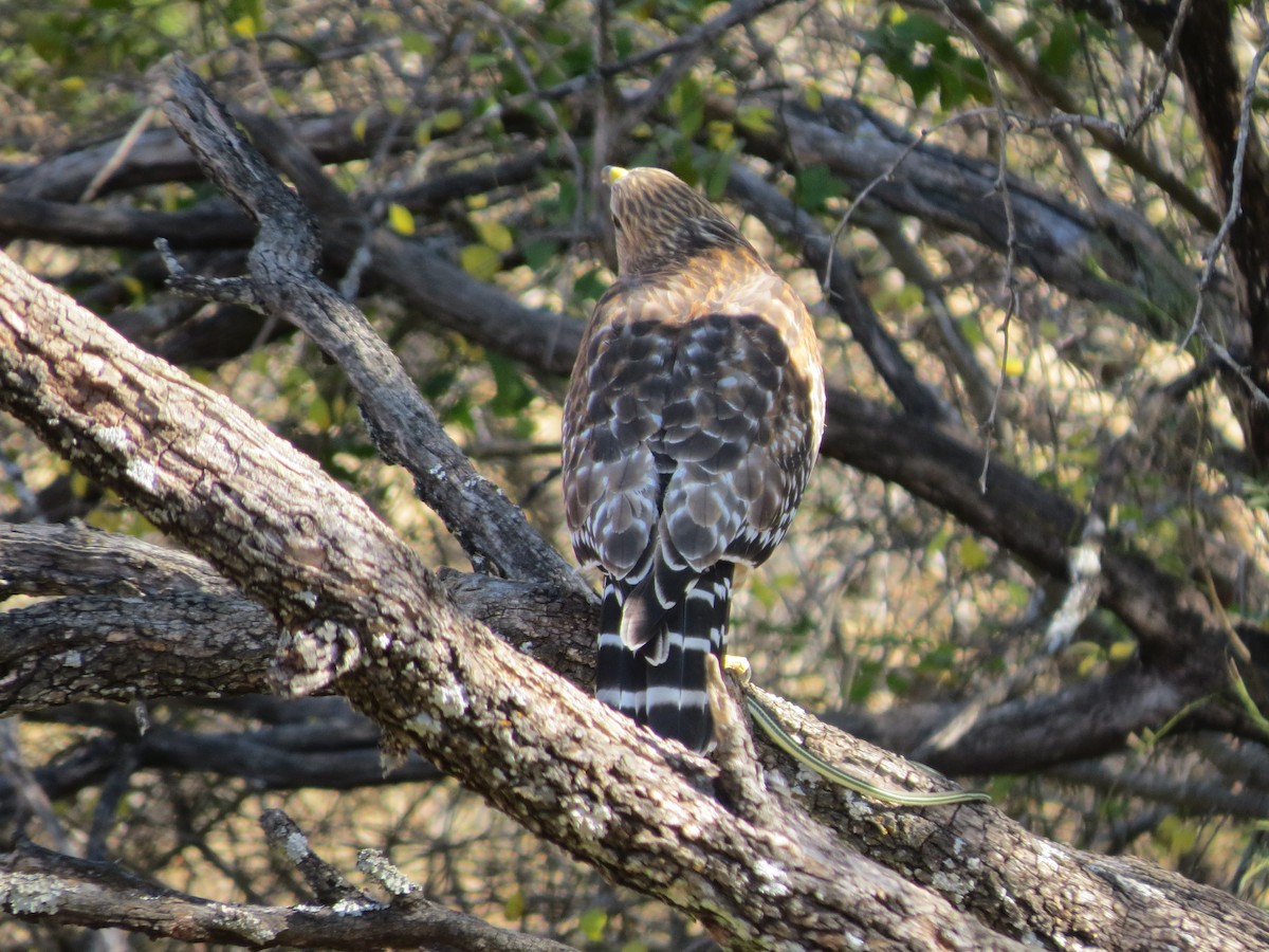 Red-shouldered Hawk - ML642863595