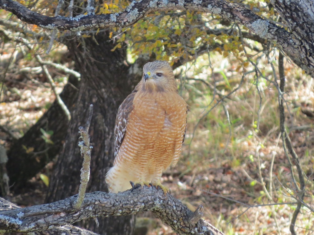 Red-shouldered Hawk - ML642863596
