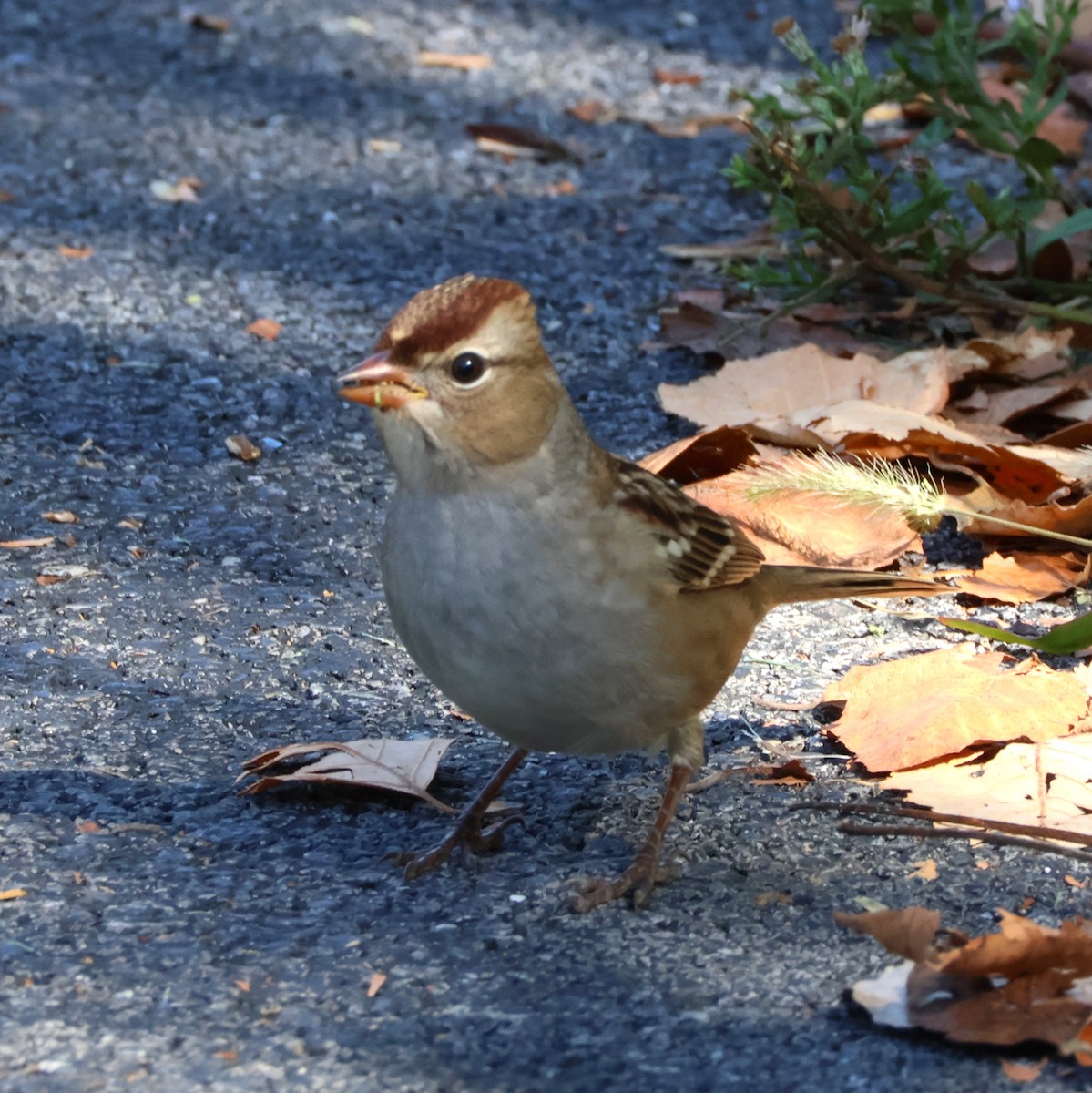 White-crowned Sparrow - ML642863598