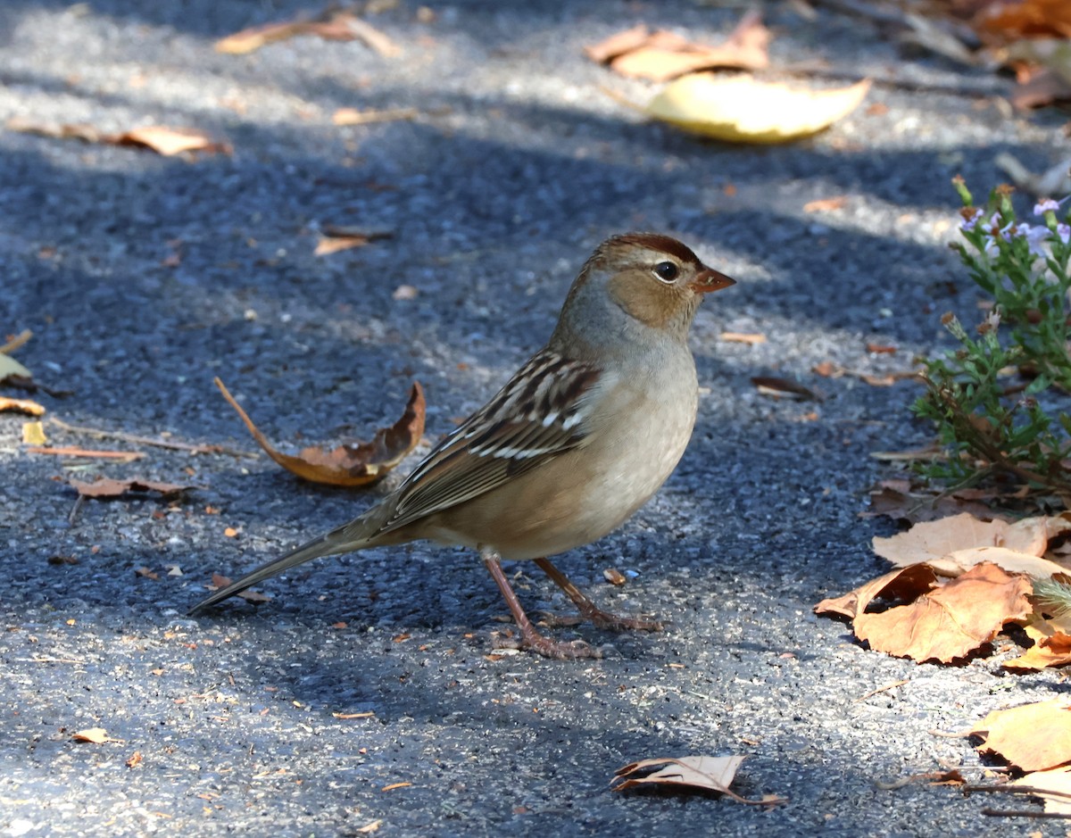 White-crowned Sparrow - ML642863599