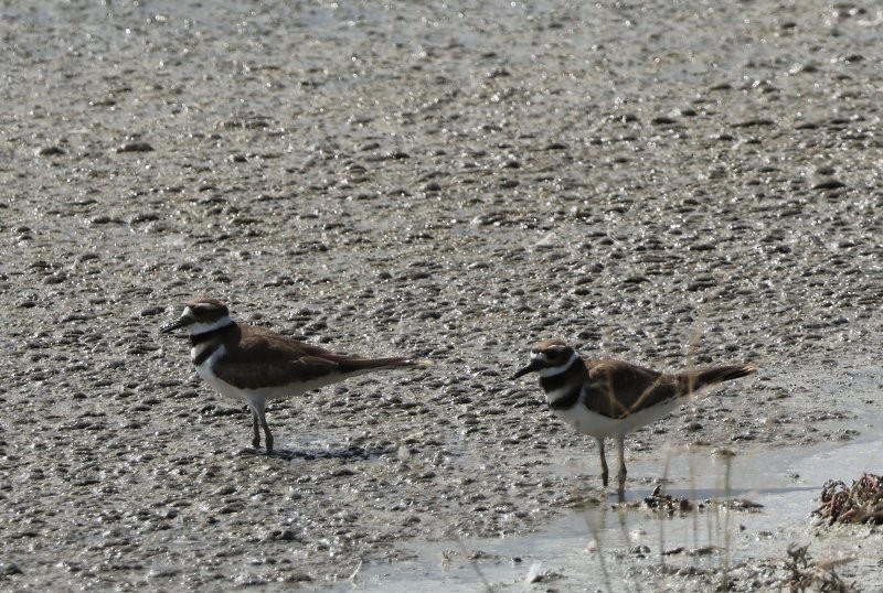 Killdeer - ML642863602