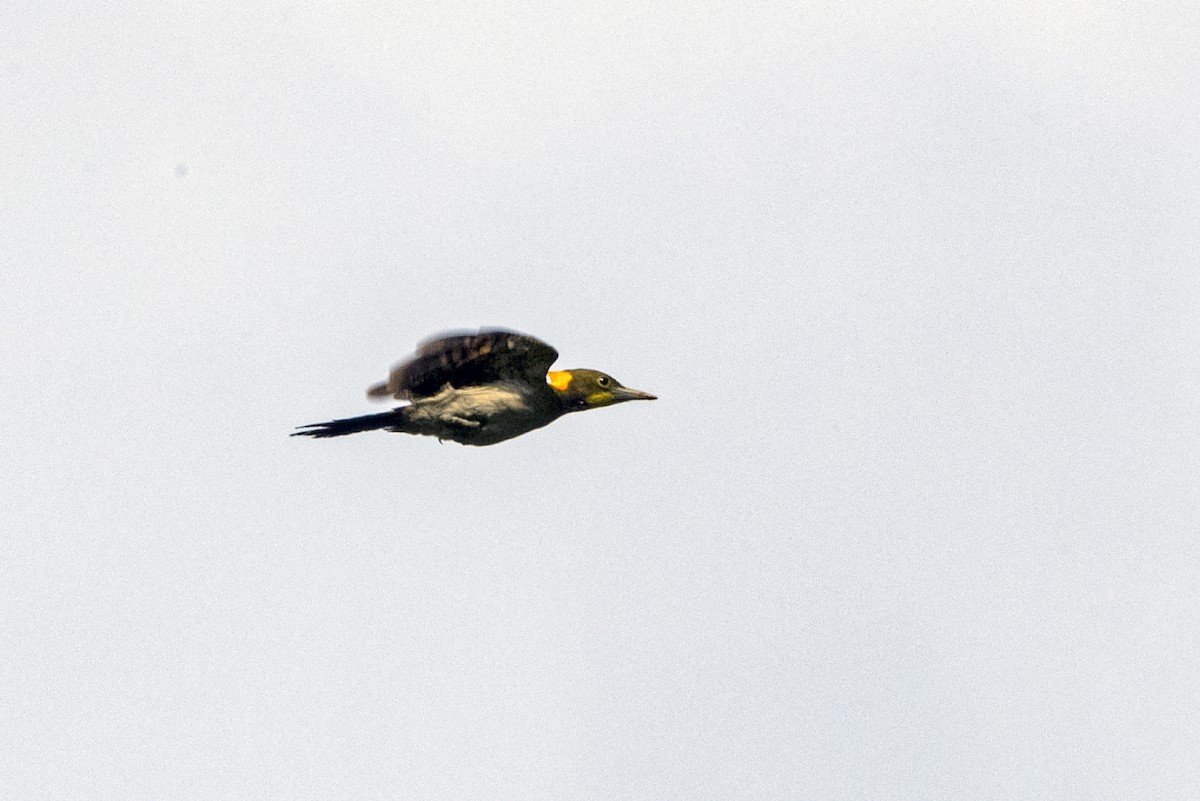Greater Yellownape - ML642863605