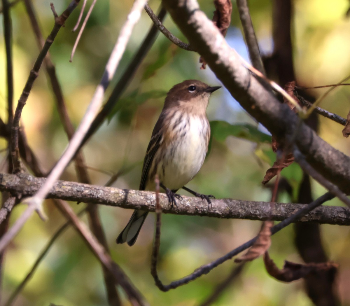 Yellow-rumped Warbler - ML642863608