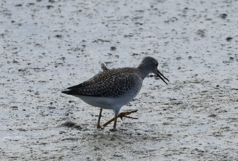 Lesser Yellowlegs - ML642863609