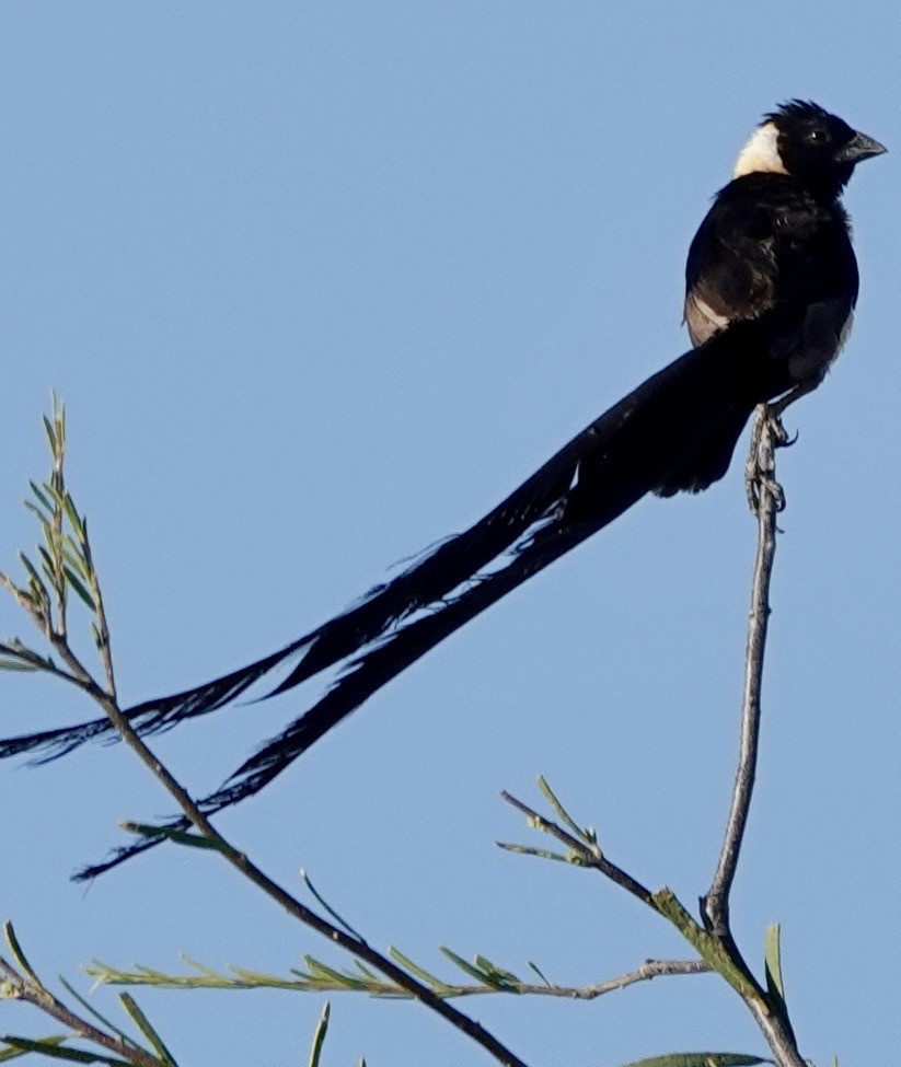 Eastern Paradise-Whydah - ML642863614